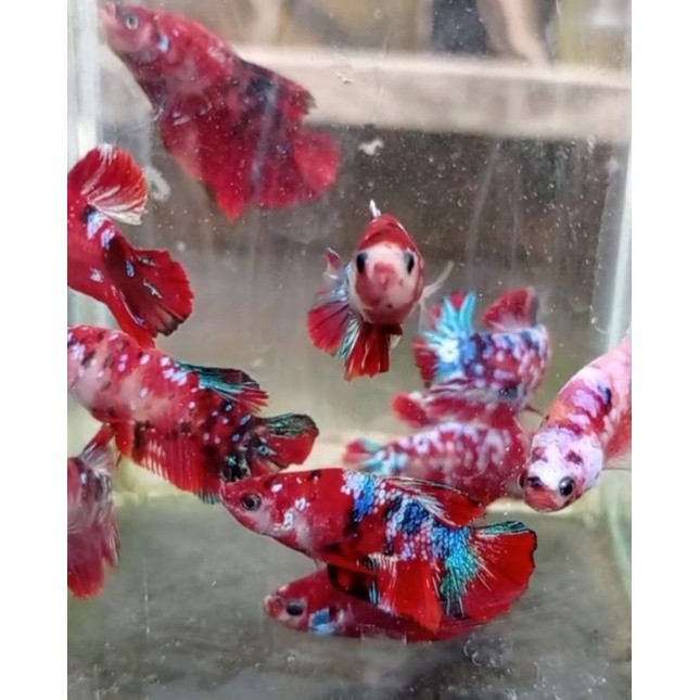 plakat Nemo/koi multi galaxy