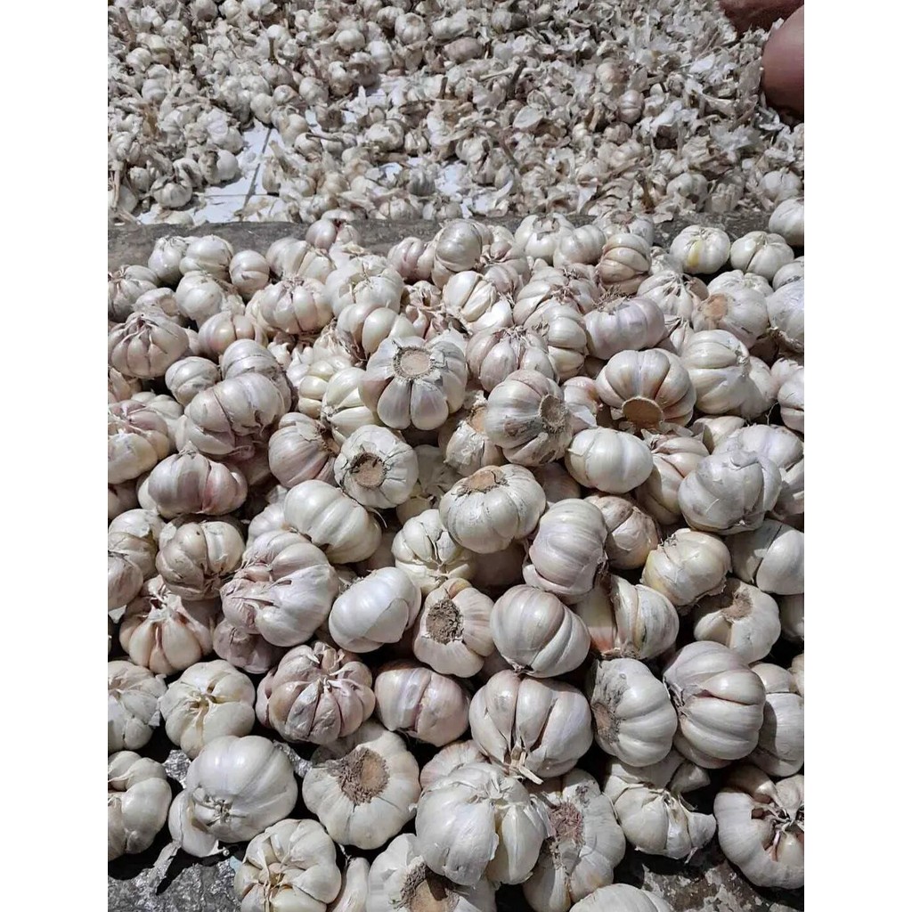 

bawang putih fresh