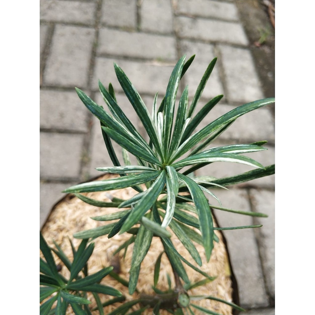 Tanaman Hias Lohansung Variegata