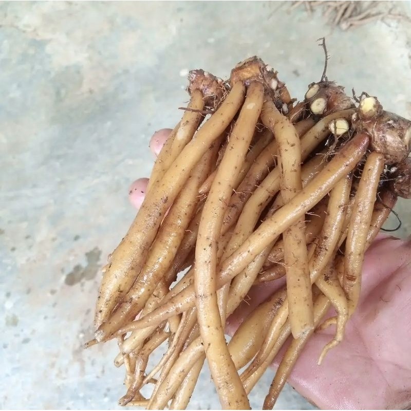 

Temu Kunci Kualitas Super Kemasan 1 kg ready READY