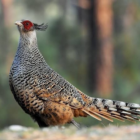 

Telur ayan hias ringneck cheer pheasant fertil untuk ditetaskan