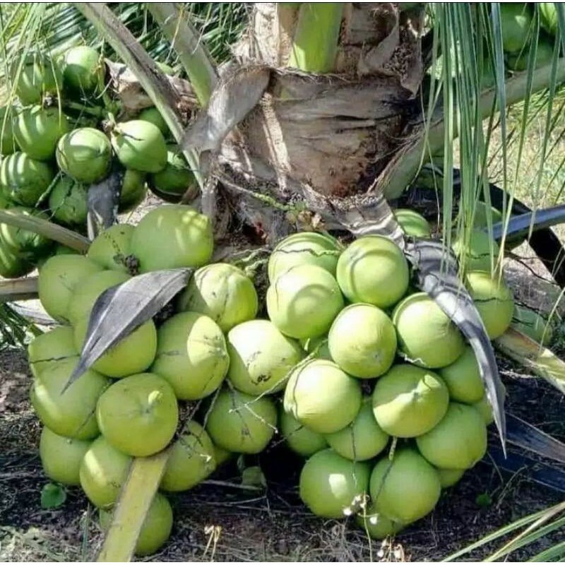 Bibit kelapa hibrida entok genjah berbuah pendek