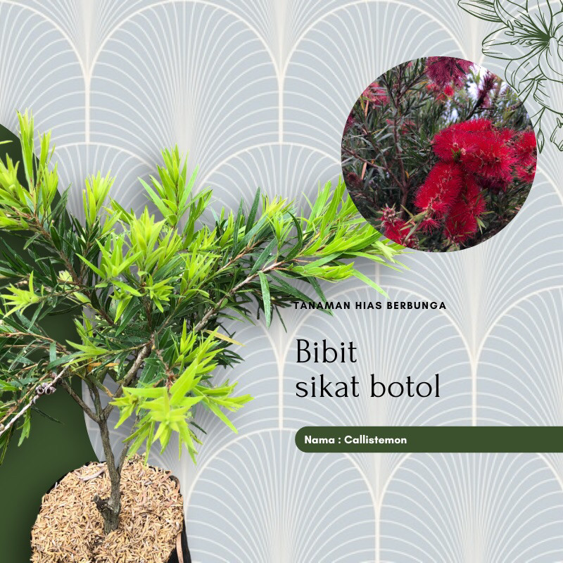 Bibit tanaman hias sikat botol / Bunga sikat botol / Callistemon