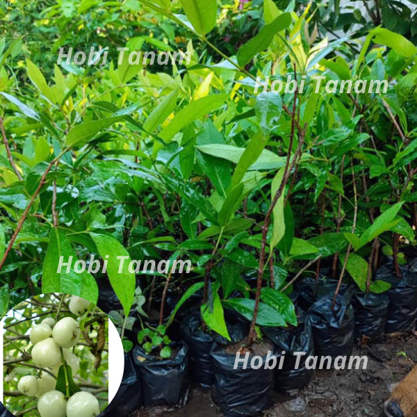 paket hemat Bibit Jambu Air Camplong Madura hasil sambung/okulasi cepat berbuah 2 tahun bibit jambu 