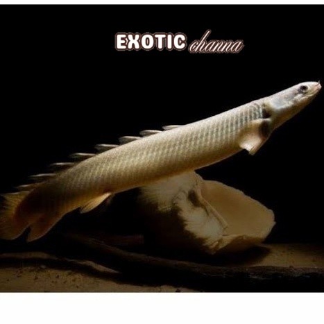 Kebutuhan akuarium Palmas Senegalus / Palmas Senegalus Lucu