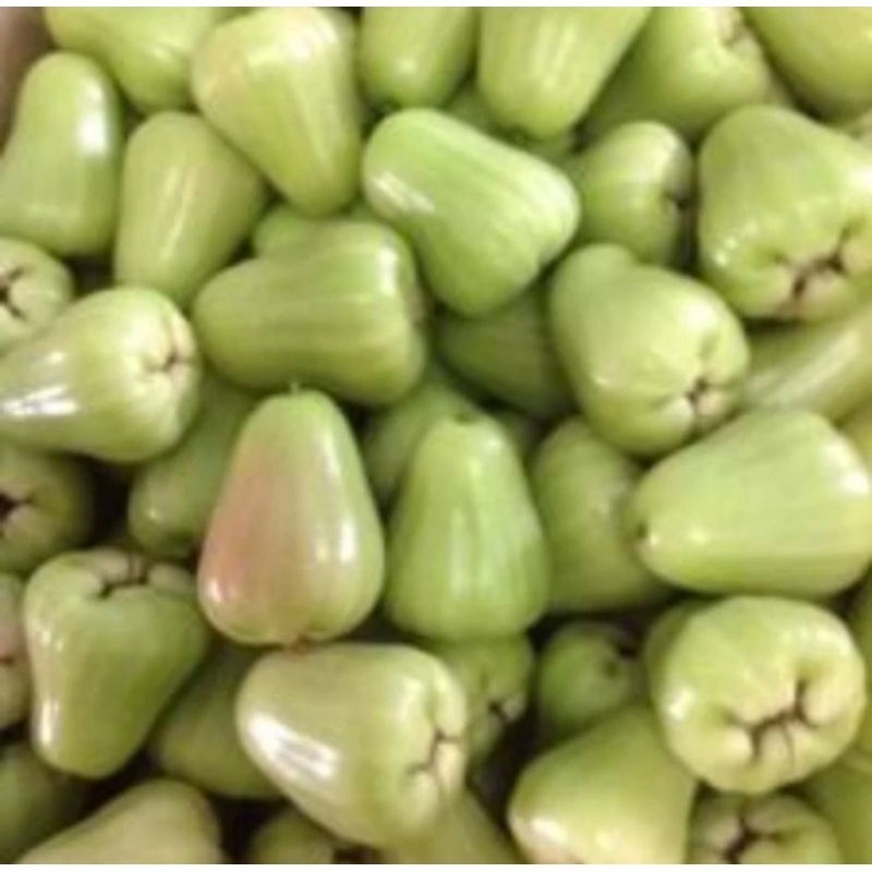 

Jambu Air Manis hijau 1 kg / Jambu Air Madu Langkat
