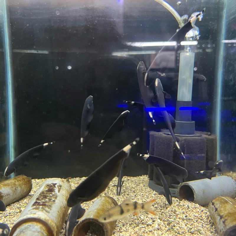 

Ikan Blackghost