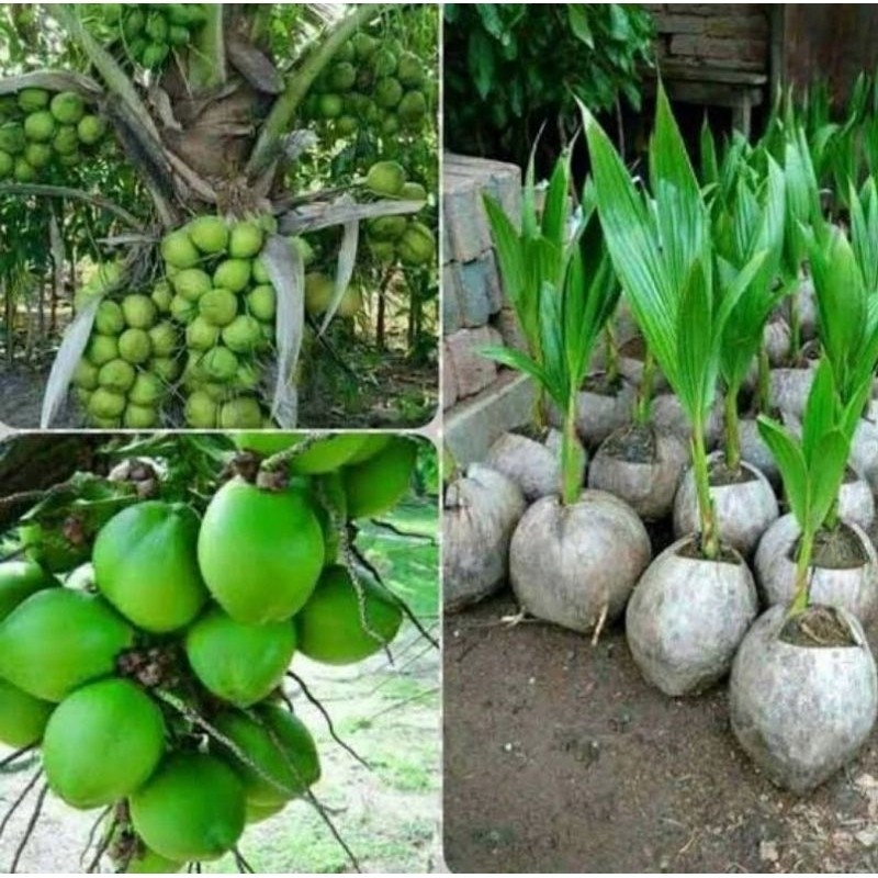 PROMO - Bibit Kelapa Hibrida | Benih Kelapa Hibrida | Kelapa Hibrida Super | Kelapa Hibrida Hijau re