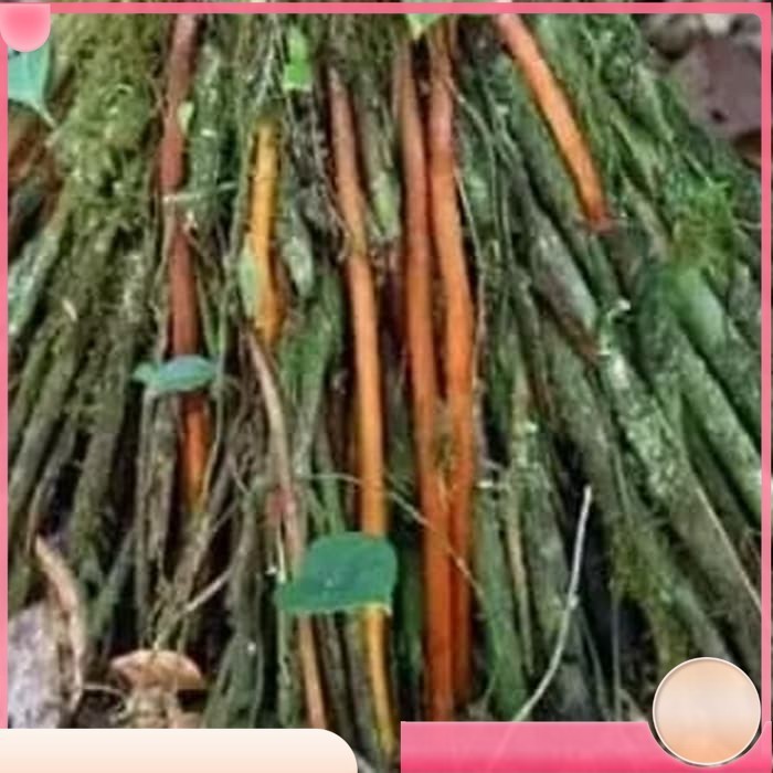 

Terbaik Akar pinang segar 1000 gram TERLARIS Kualitas Terbaik