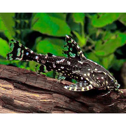 Ikan Agamyxis Spotted Raphael Catfish / Agamyxis Pectinifton