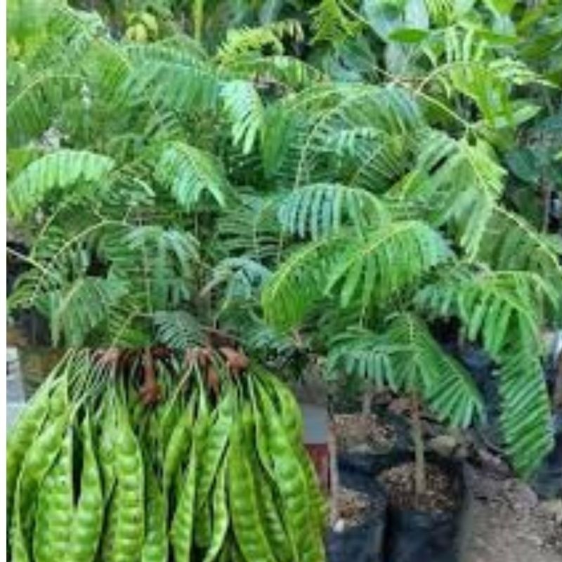 Bibit Tanaman Petai Pete Hibrida