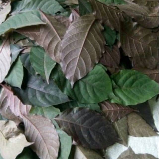 

Daun handeuleum / daun ungu / daun wungu segar obat wasir 250 gram FA