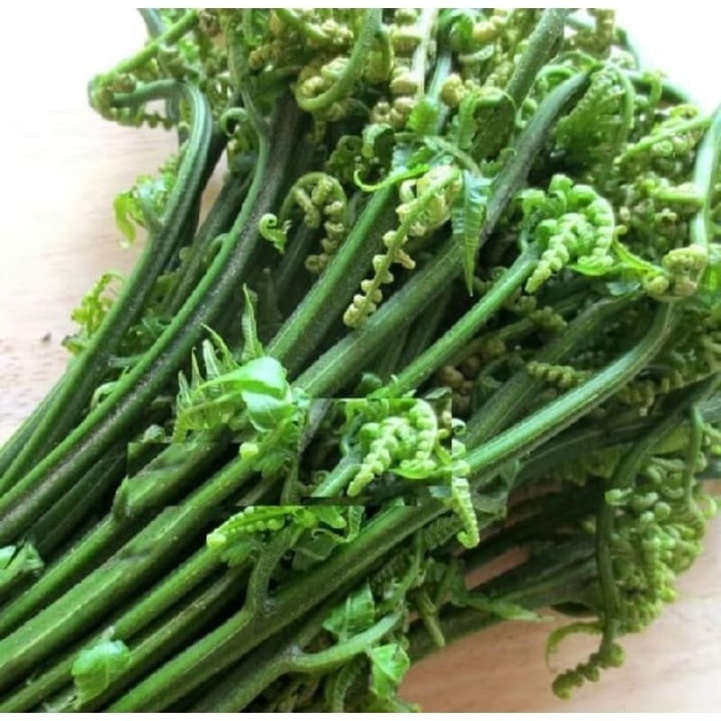 

PAKIS SAYUR 500gram BUAT DI TUMIS PAKIS SEGAR SIAP MASAK