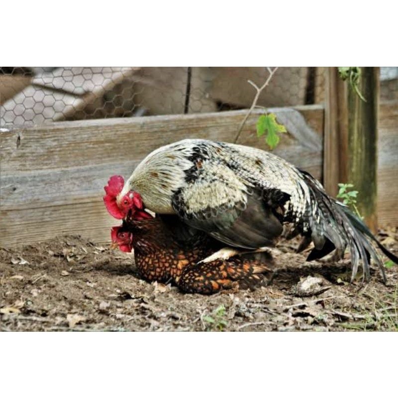 

TELUR AYAM AK LAYER PETELUR UNTUK DI TETASKAN