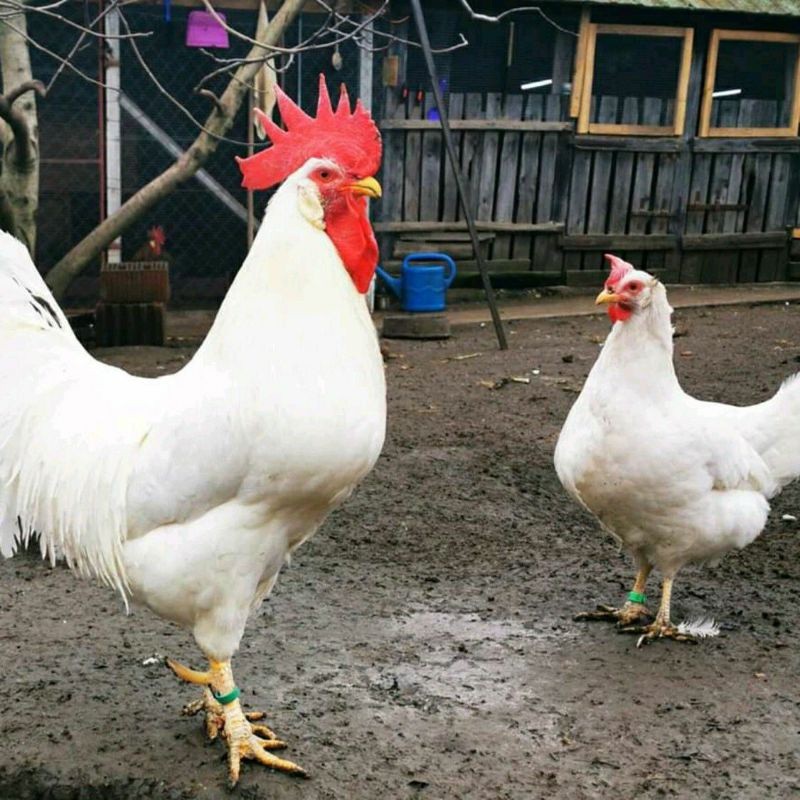 

TELUR AYAM ELBA PETELUR UNTUK DI TETASKAN