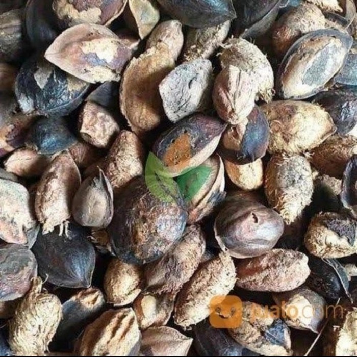 BIJI KETAPANG LAUT KERING PER 1 BIJI PAKAN BURUNG