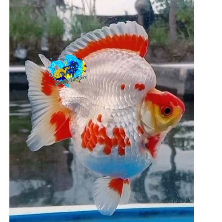 Perlengkapan aquarium ikan mas koki ryukin / ryukin spek jumbo punuk unta high quality