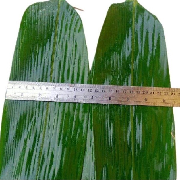 

Daun bambu jumbo segar per lembar/helai untuk bungkus bakcang bacang