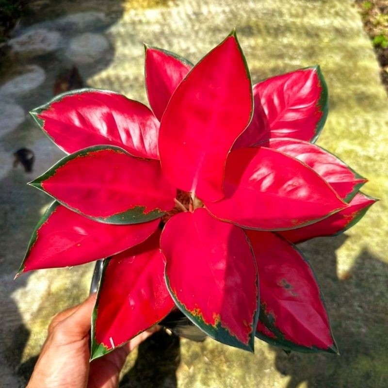 ( BISA BAYAR DI TEMPAT ) Aglaonema Suksom Jaipong Merah Menor / Aglonema Suksom florist nursery / Ag