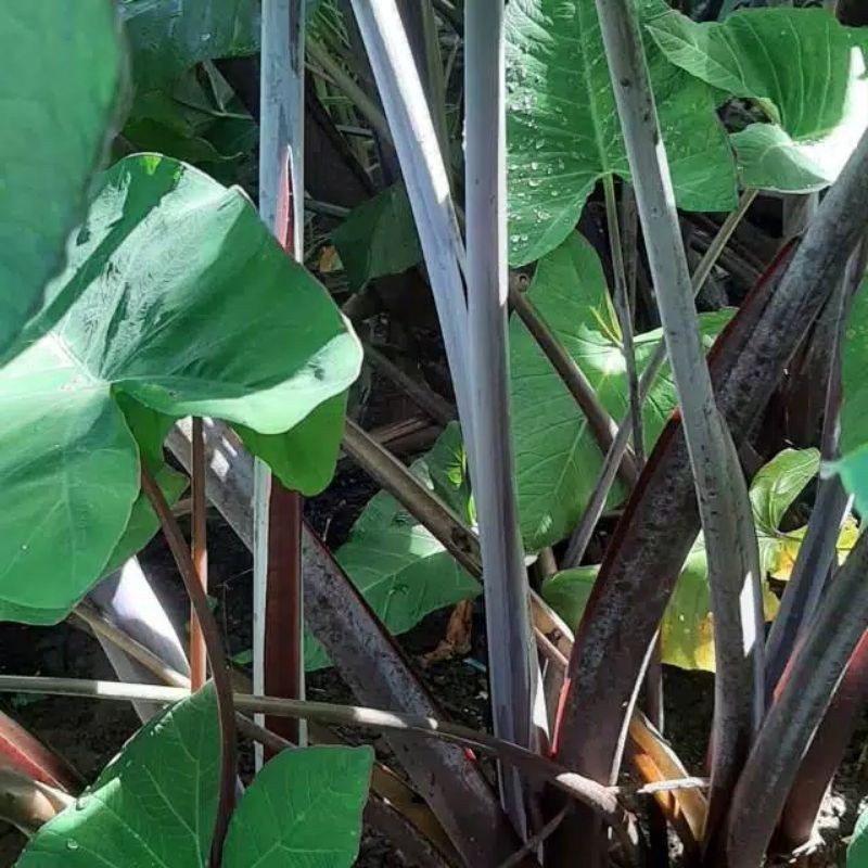 

COD lompong sayur/talas hitam talas sayuran makanan/menu makanan sayur kompong ready