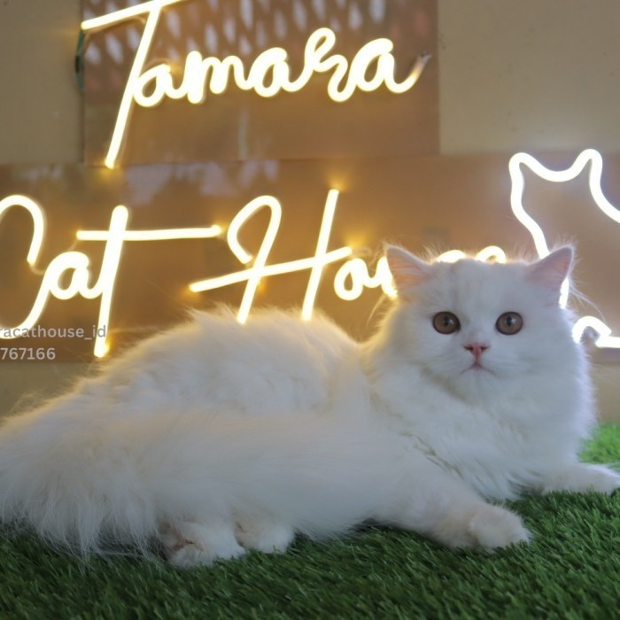 Kucing Persia Himalaya Ragdoll Munchkin Scottish Bsh By Tamara