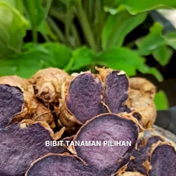 BIBIT TANAMAN KUNIR KUNYIT HITAM ASLI OBAT HERBAL LANGKA KOEMPFERIA