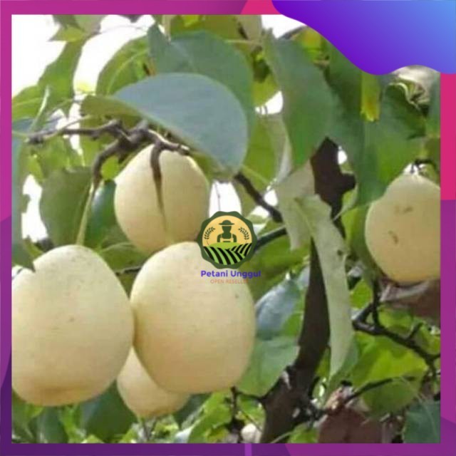 Bibit buah pir Hasil cangkok cepat berbuah