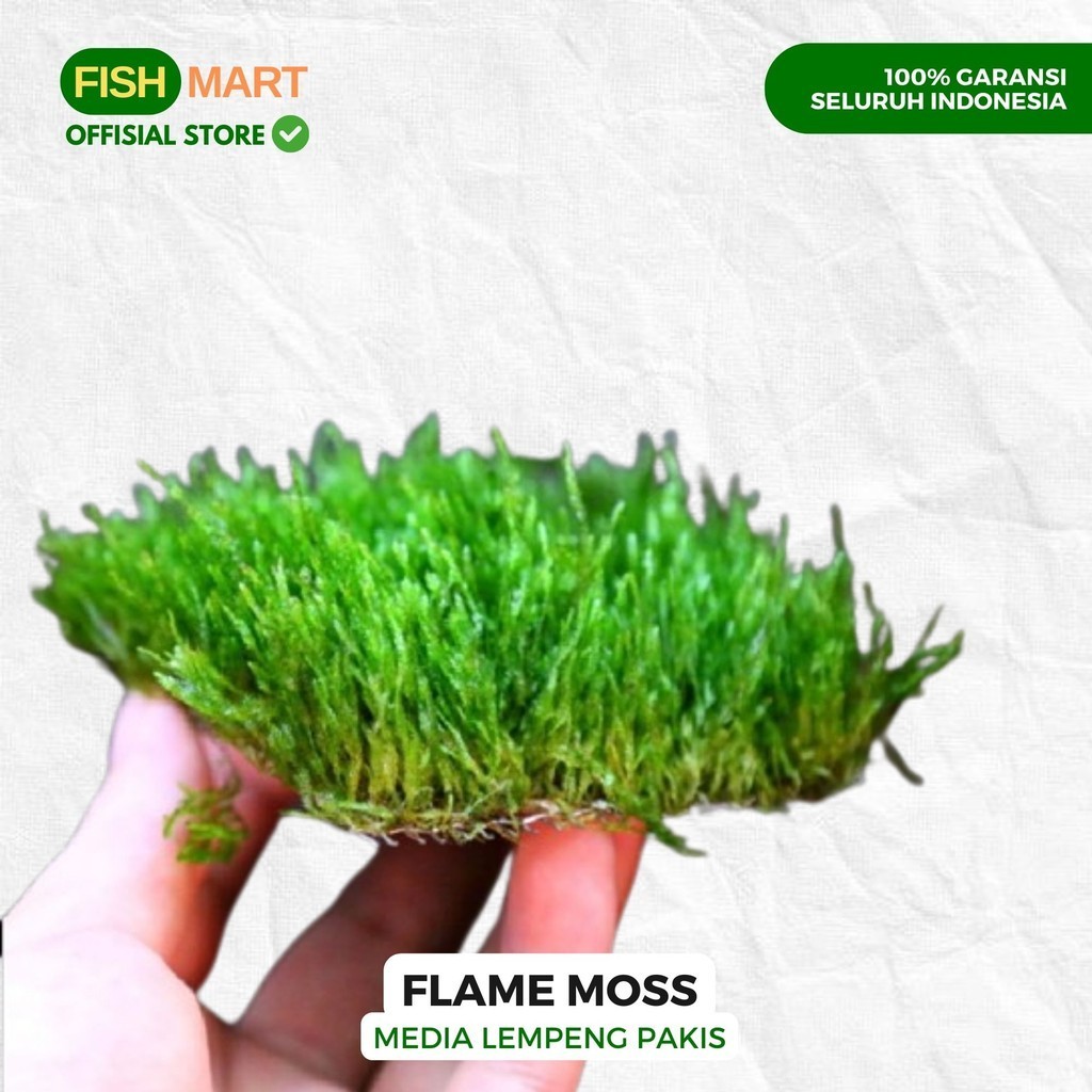 Flame Moss Lempeng Tanaman Tumbuhan Aquascape Aquarium Akuarium Tanpa Low Co2 Chana Channa Cana