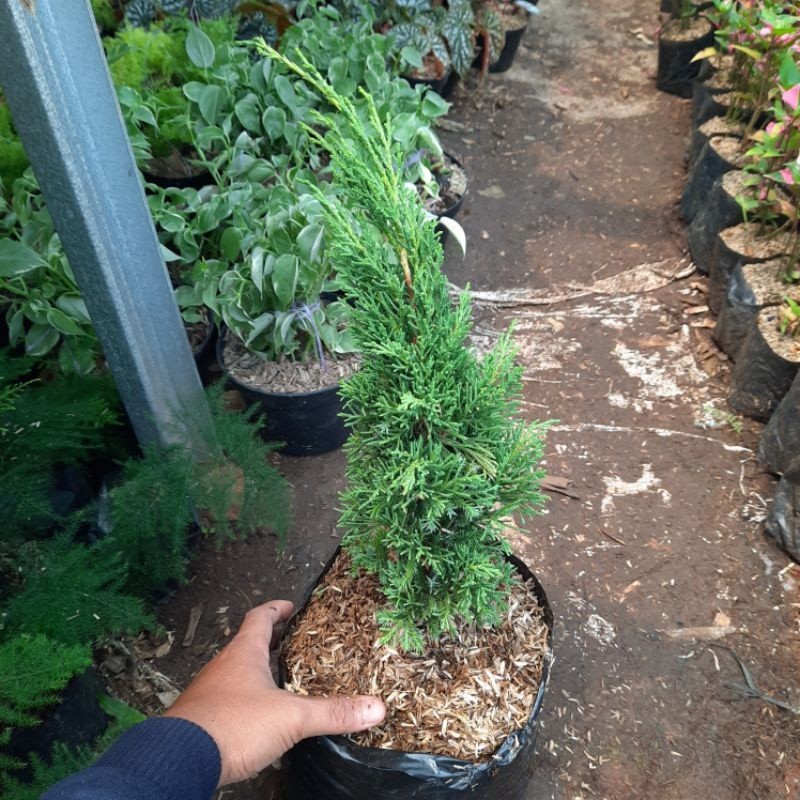 tanaman cemara lilin pohon cemara lilin