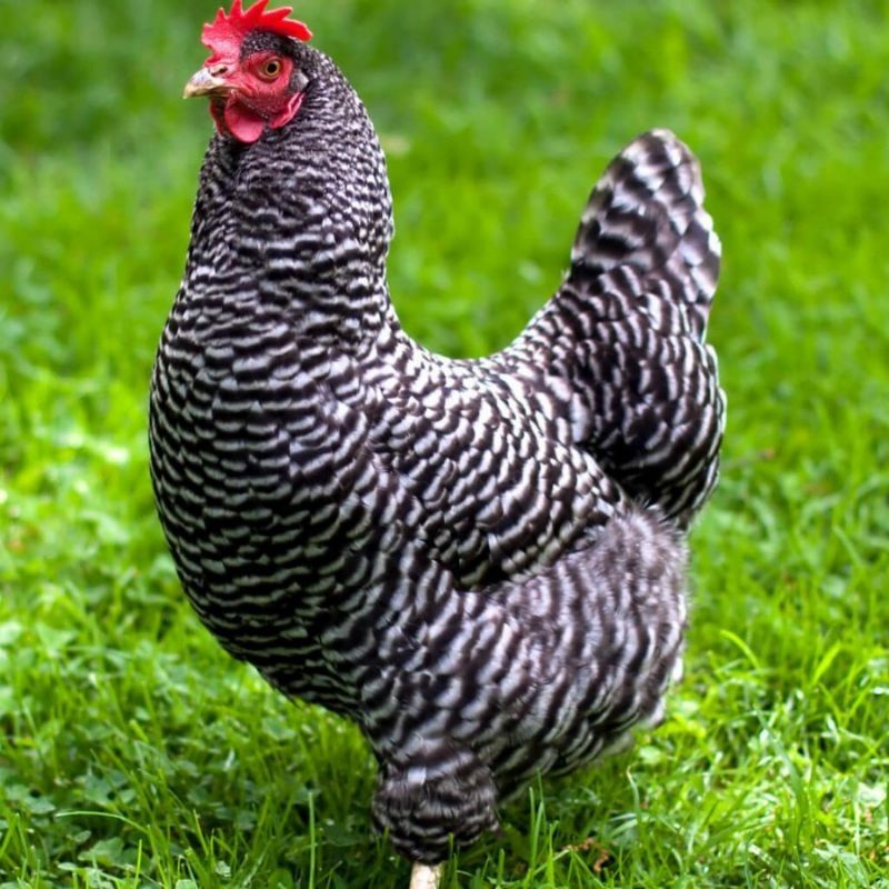 

TELUR AYAM HIAS PETELUR BARRED ROCK UNTUK DI TETASKAN