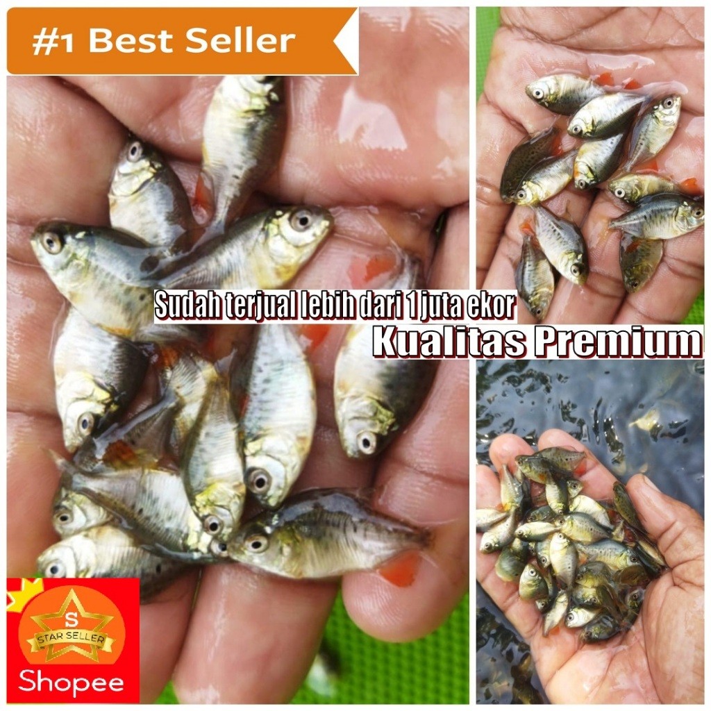 PROMO ABISSSS PAKAN VITAMIN  Bibit Bawal sirip merah kwalitas premium  bonus pakan