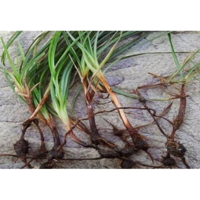 

selalu Promo Umbi Rumput Teki 100 gram Murah . .