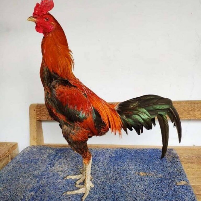 

Telur ayam bangkok pama mangon petarung fertil asli