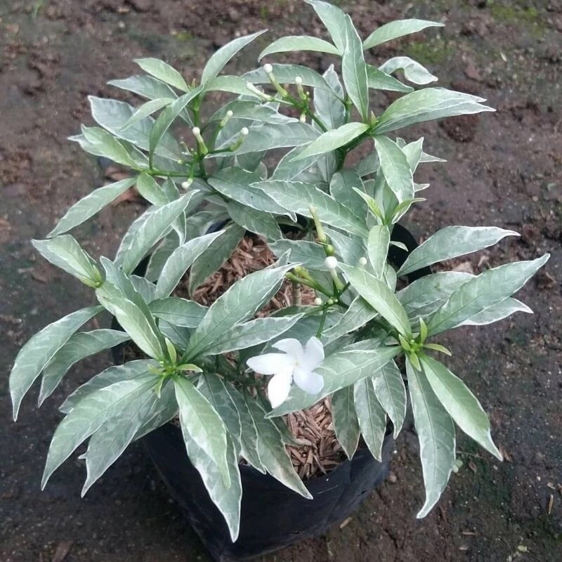 Tanaman Hias Rombusha Mini Silver Imut - Rombusa Mini Daun Silver Cantik - Rombusha Silver Pot - Tan