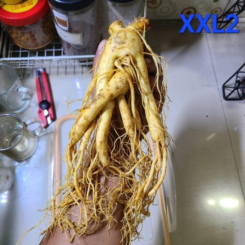 

Gingseng Korea Besar Jumbo Asli Korea - Anugrah Mega