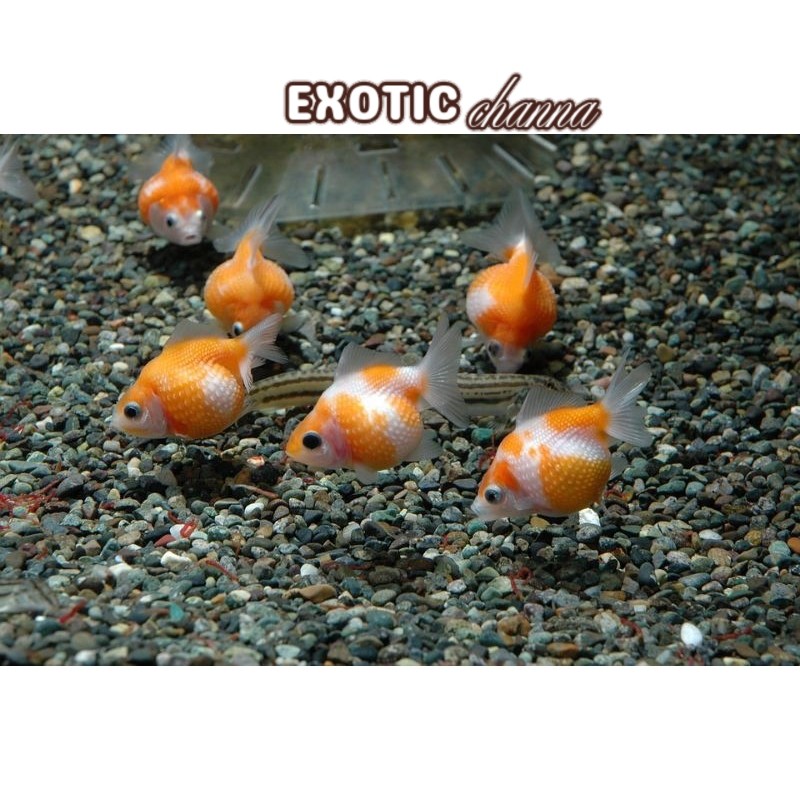 Bigsale ikan mas koki MUTIARA TIKUS isi 8 ekor Murah siE 4-5 cm Kebutuhan aquarium