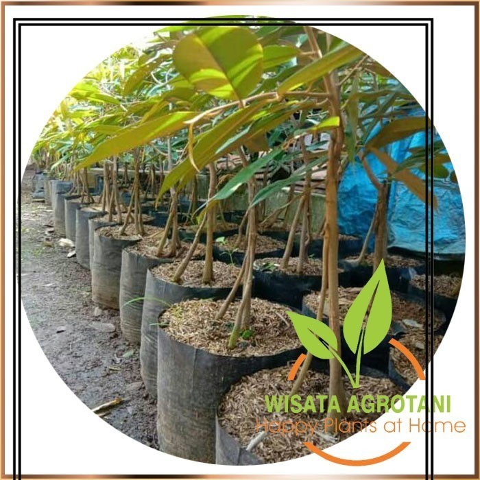 Bibit Durian Montong Kaki Tiga Hasil Sambung Garansi Uang Kembali Jika Tanaman Tidak Sesuai Pesanan