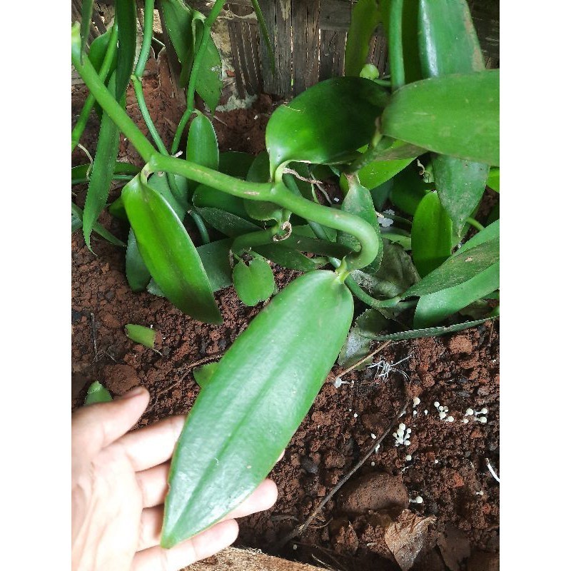 

BIBIT VANILI STEK PER 1 METER VANELI VANILA UNGGUL