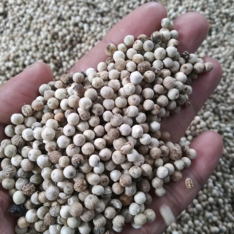 

Merica 1 kg, Lada Putih - merica, merica asli, harga murah, merica promo, merica tanpa bahan pengawet, Putih Organik