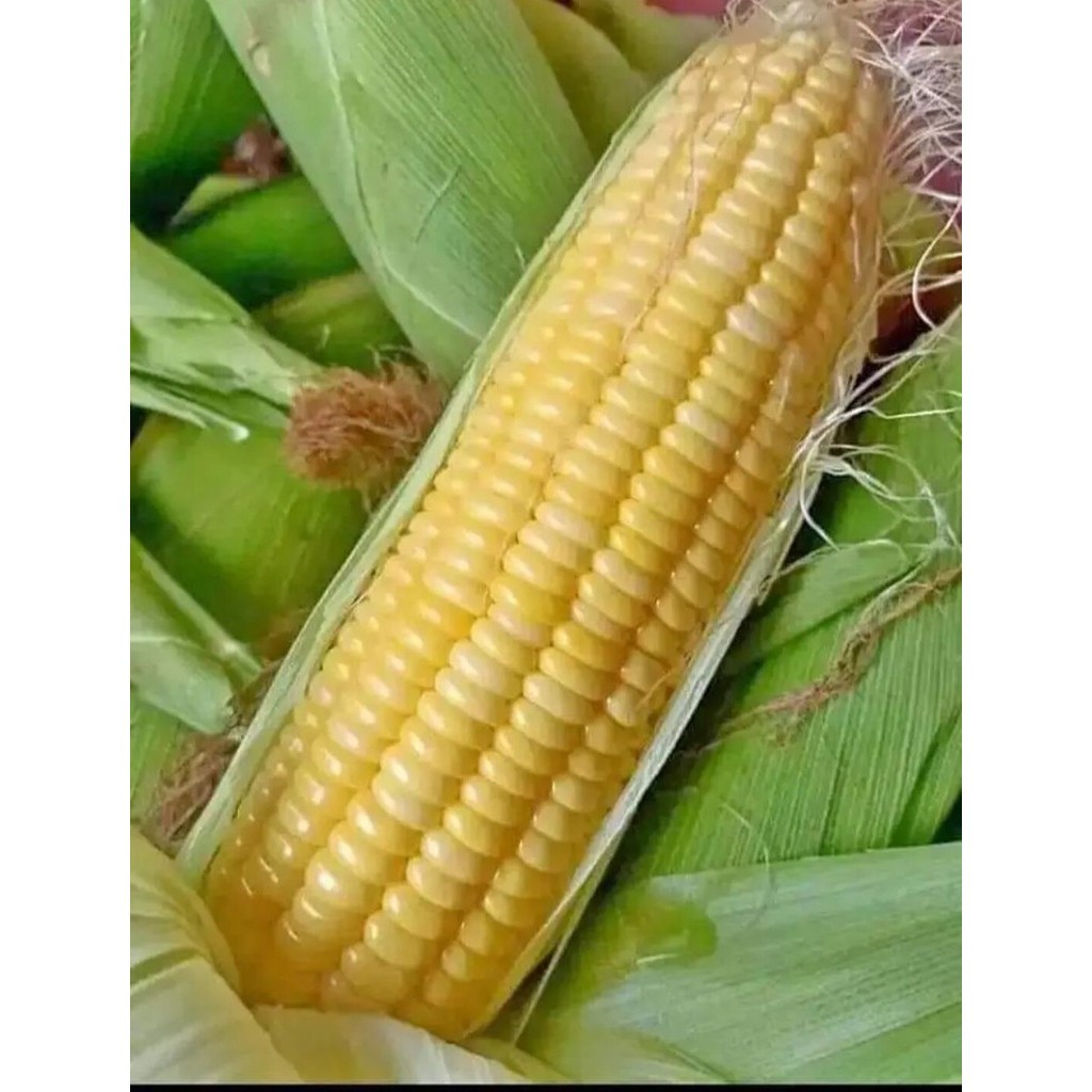 

jagung manis pres 1kg