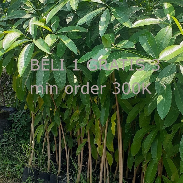 Bibit Pule Ukuran 150 Cm Batang Besar | Bibit Pohon Pule Penghijauan | Tanaman Pule