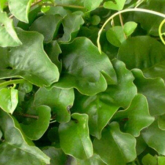 

50 lembar daun binahong segar, obat herbal. dipetik setelah dipesan/fres