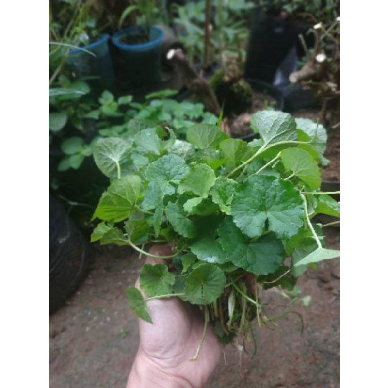 

PROMO DAUN PEGAGAN / DAUN ANTANAN / DAUN SENDUDUK 1 IKAT KADAKA OLSHOP02