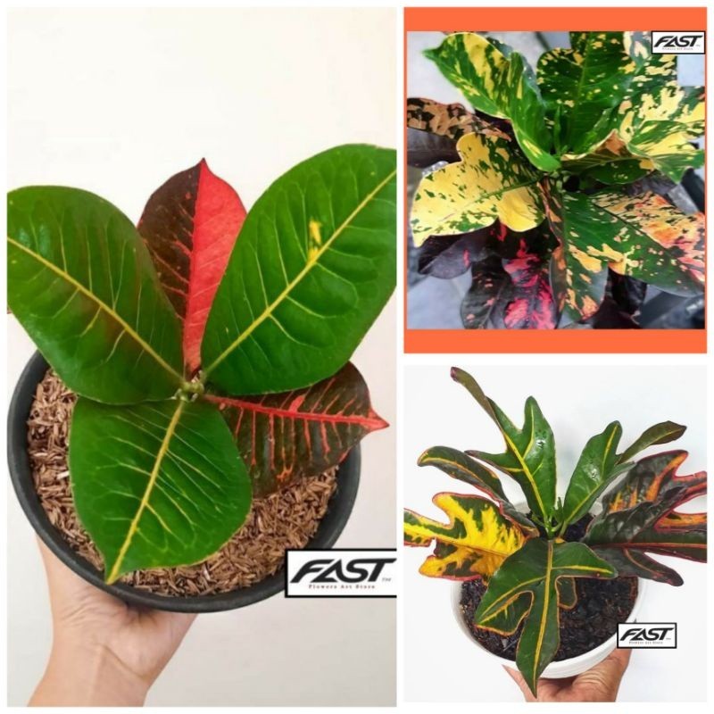 [ BISA COD] Paket hemat 3 jenis tanaman hias puring oscar, worten & puring jet