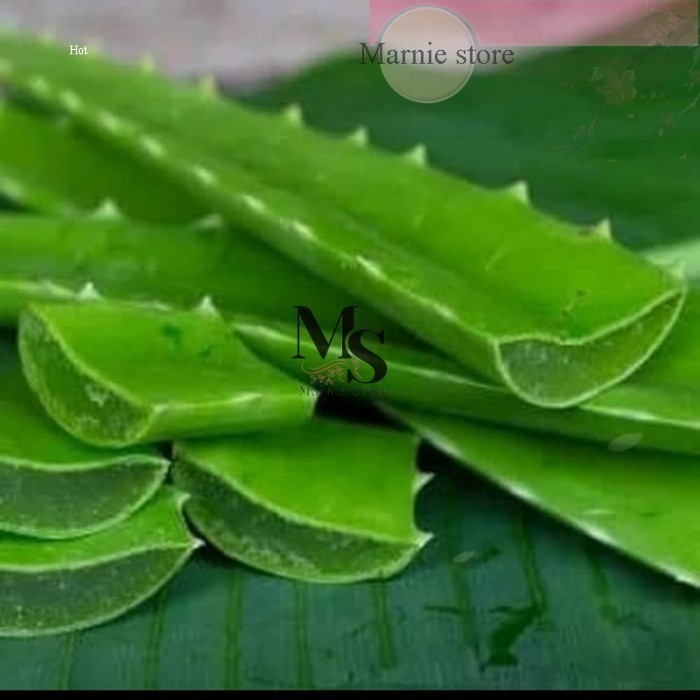 

Bisa COD Pelepah Lidah Buaya Fresh 100grherbal alami