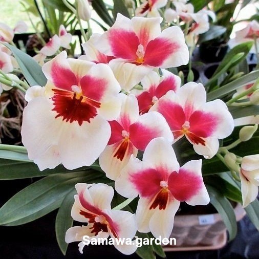 anggrek dendrobium merah putih IB