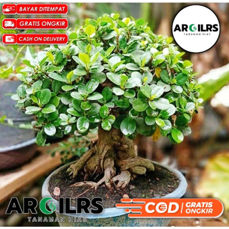 ( BISA BAYAR DI TEMPAT ) Tanaman Hidup Bonsai Dolar Mangkok Daun Mikro
