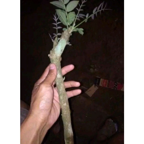 Bibit stek pohon sungkai-jati belanda