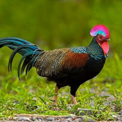 

Telur ayam hutan x jawa bekisar fertil asli siap ditetaskan - ayam hutan
