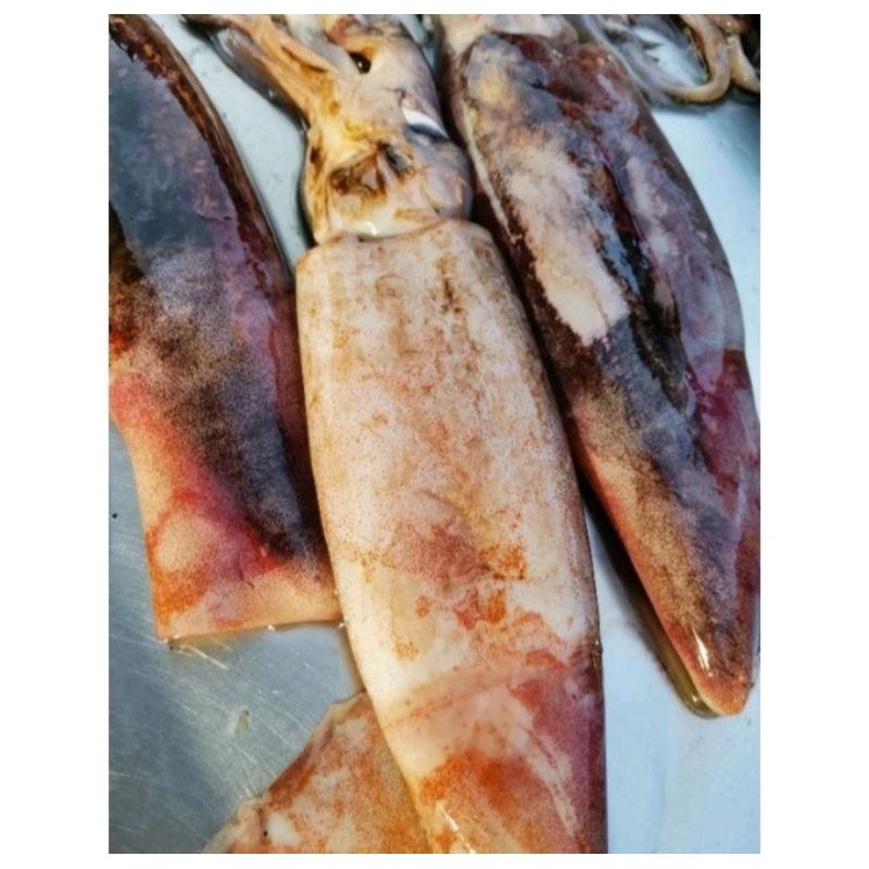 

Cumi Sotong | Cumi Kondom | Cumi Segar 1KG